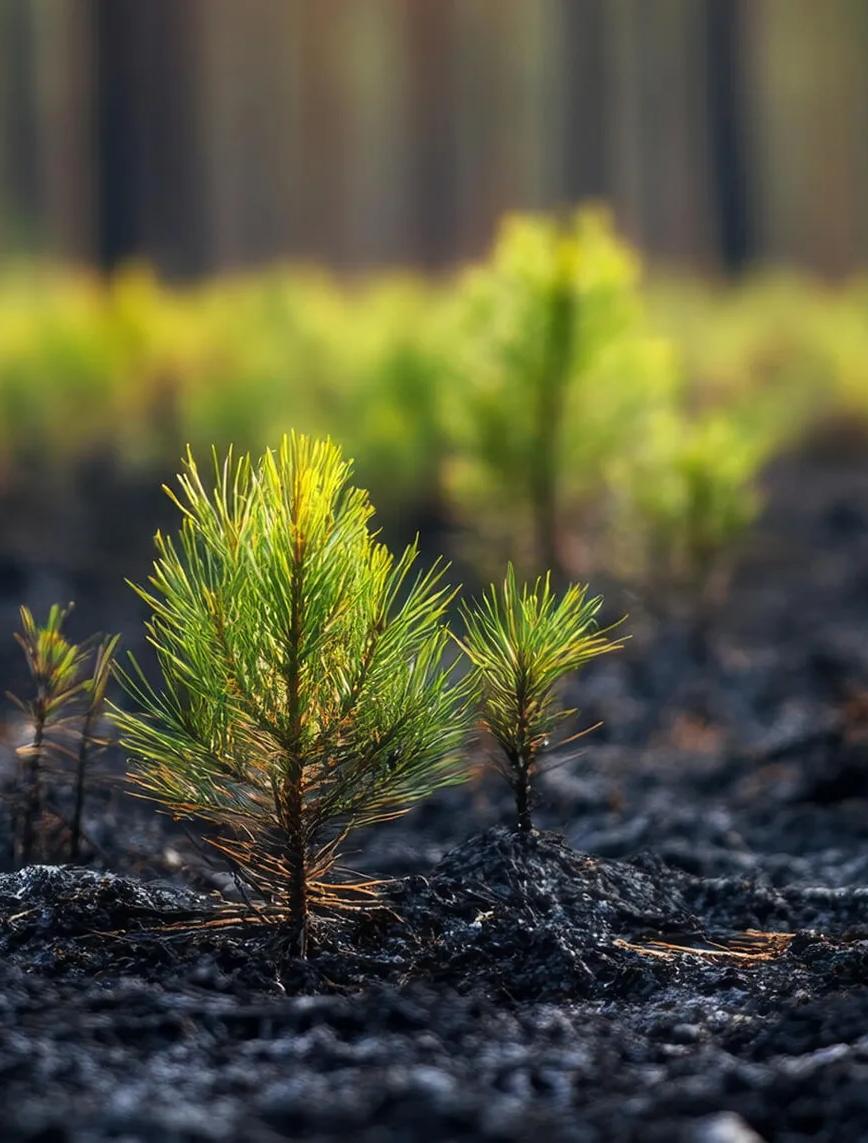 Plants growing in soil
