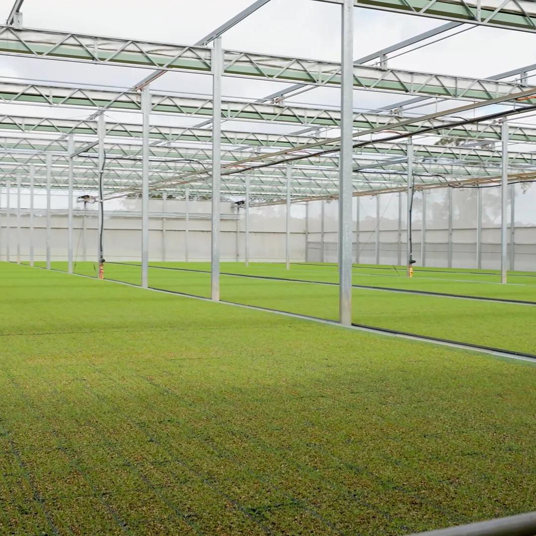 Indoor greenhouse with rows of green plants, metal supports and irrigation channels