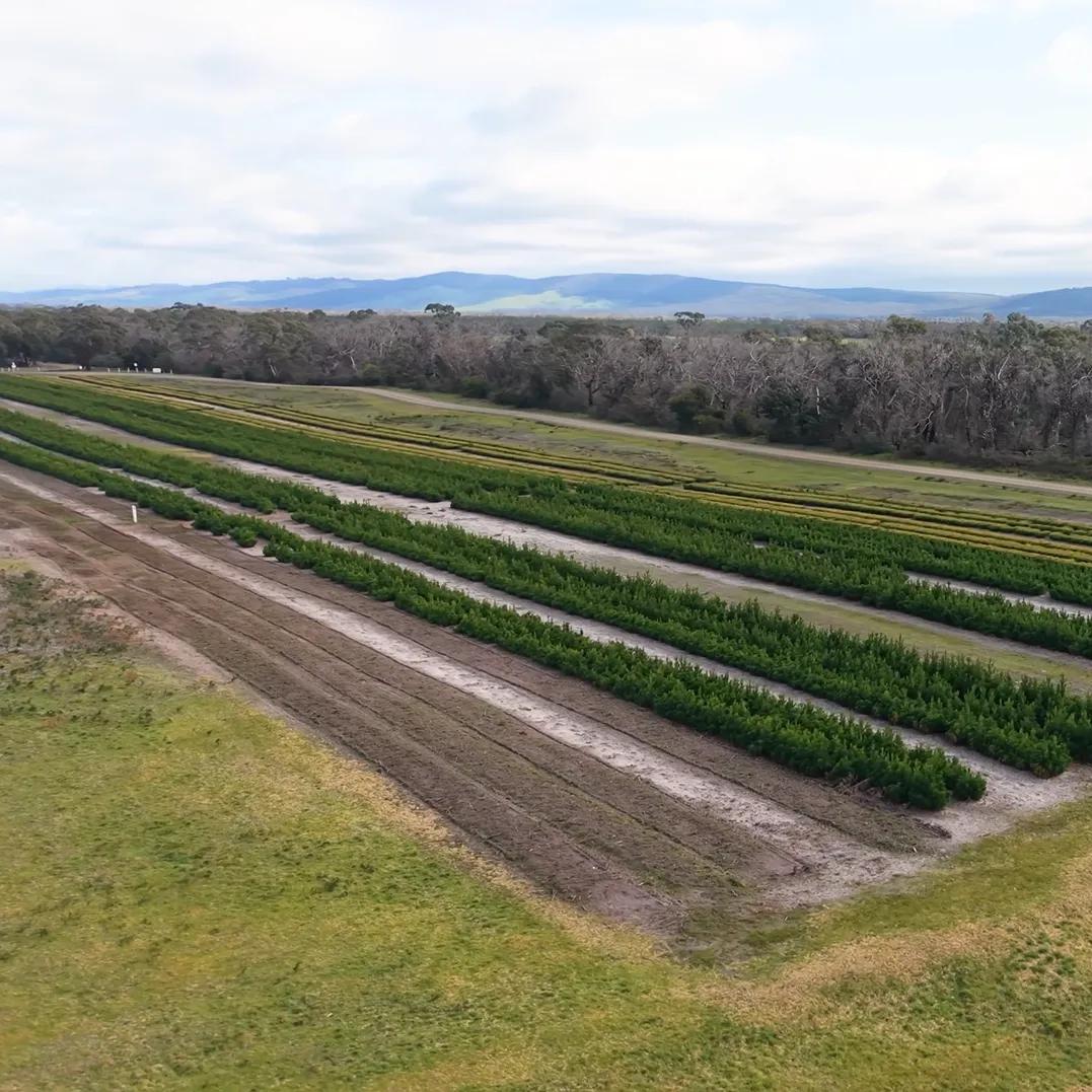 Aerial view of cultivated crop rows beside a wooded area and distant hills