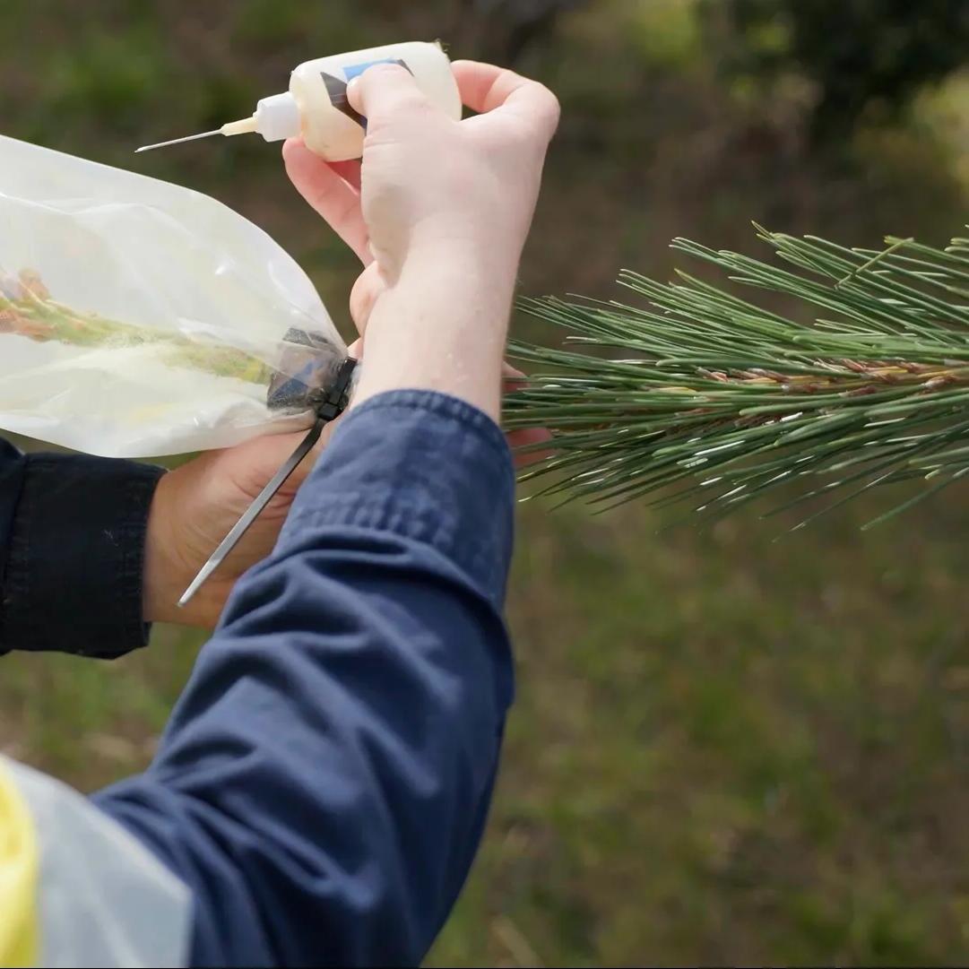 Person using a handheld tool to work on a pine branch outdoors