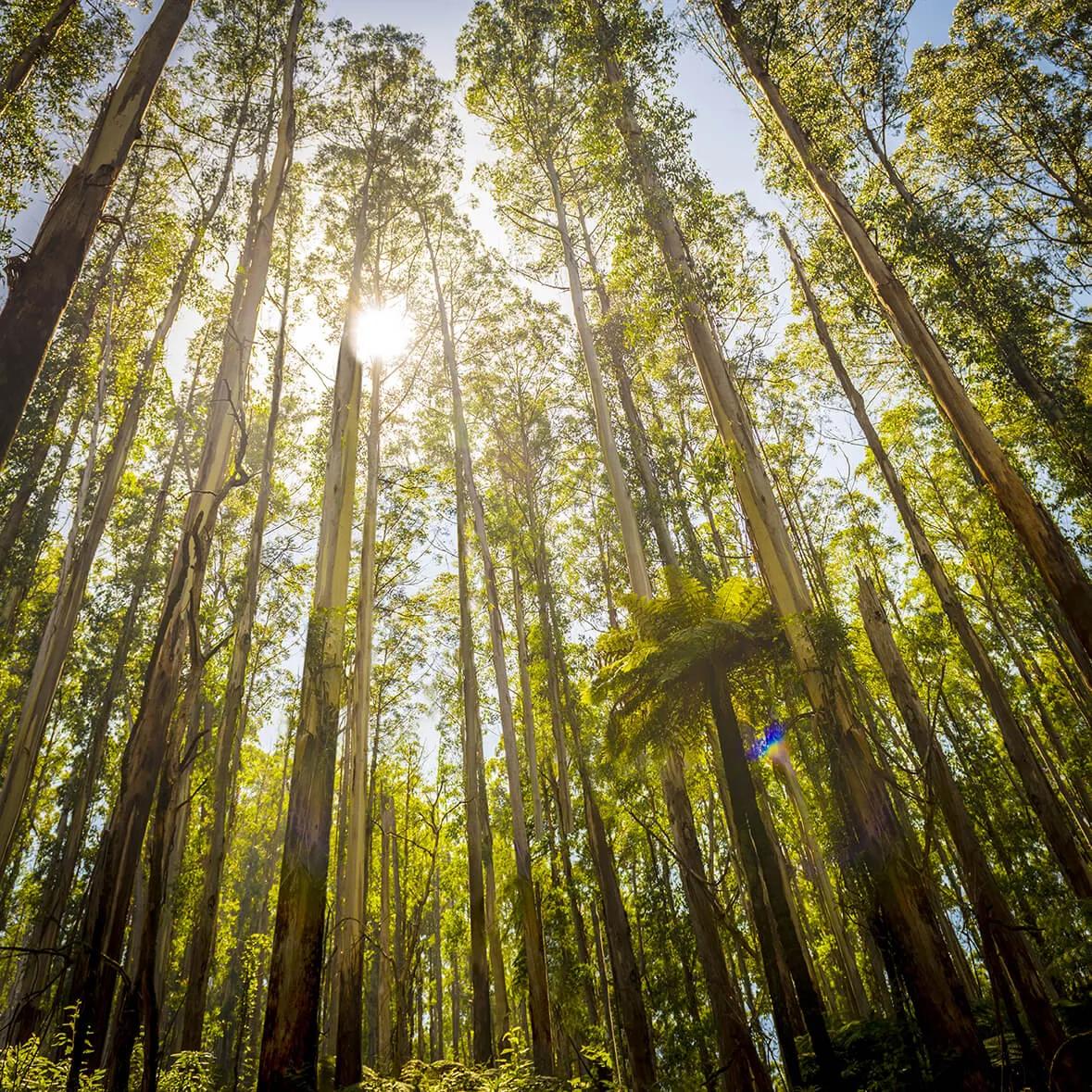 Sunlight shining through tall eucalyptus trees in a forest