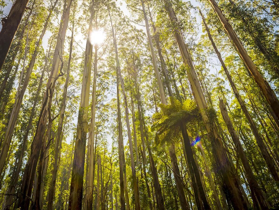 Sunlight shining through tall eucalyptus trees in a forest