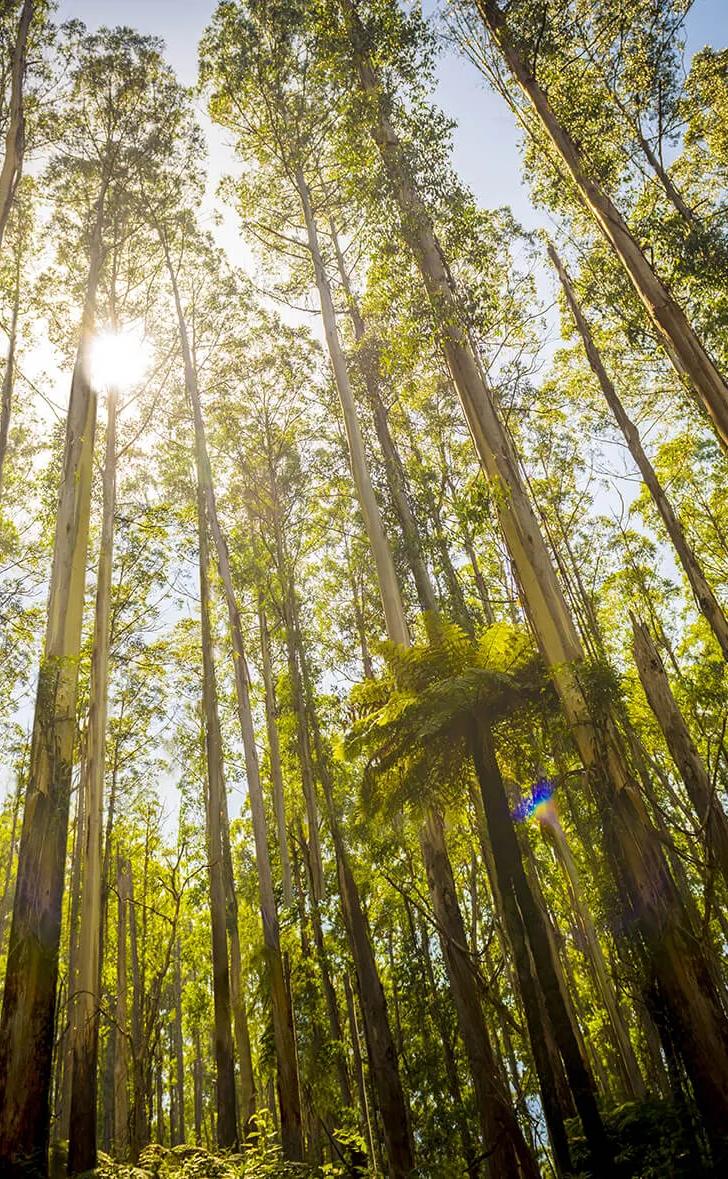 Sunlight shining through tall eucalyptus trees in a forest