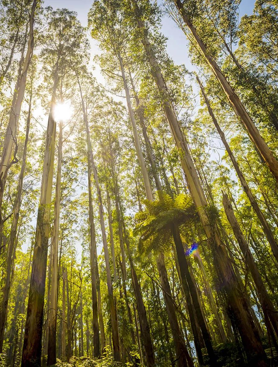 Sunlight shining through tall eucalyptus trees in a forest
