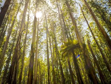 Sunlight shining through tall eucalyptus trees in a forest