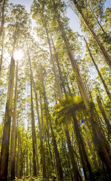 Sunlight shining through tall eucalyptus trees in a forest