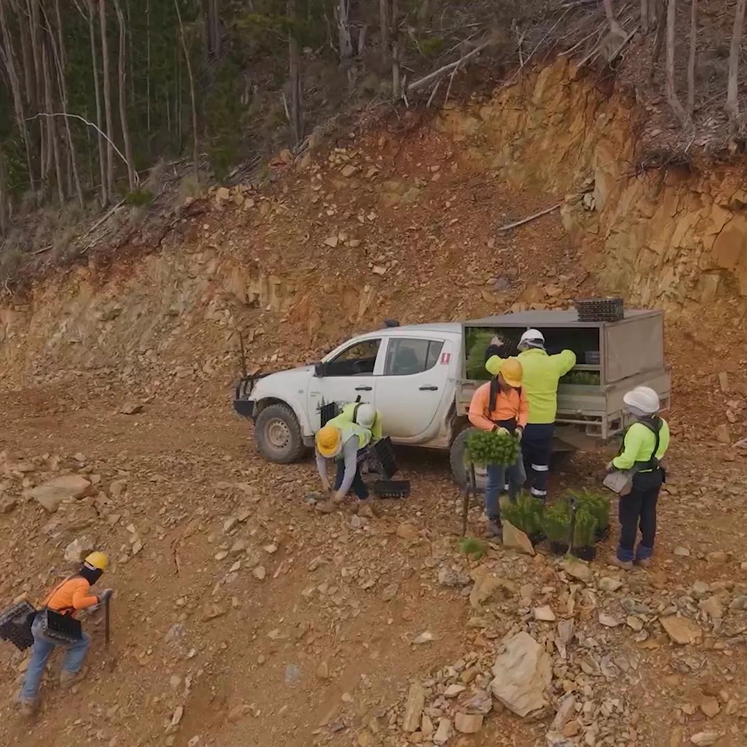 Volunteers planting trees beside a utility vehicle on a rocky forest hillside